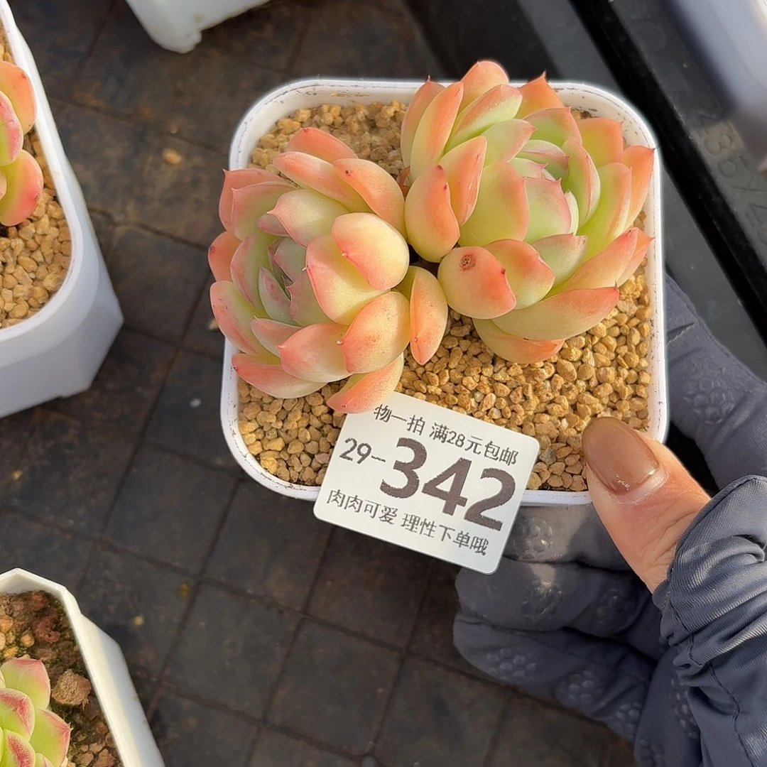 桔子冰无盆土发货