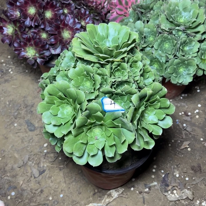 多肉植物绿杨荣4发肉