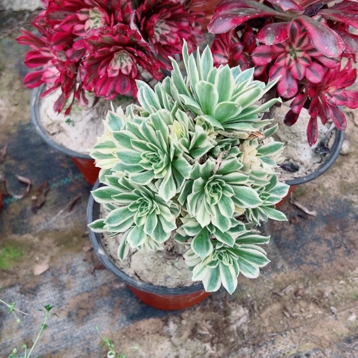 987号3颗多肉植物