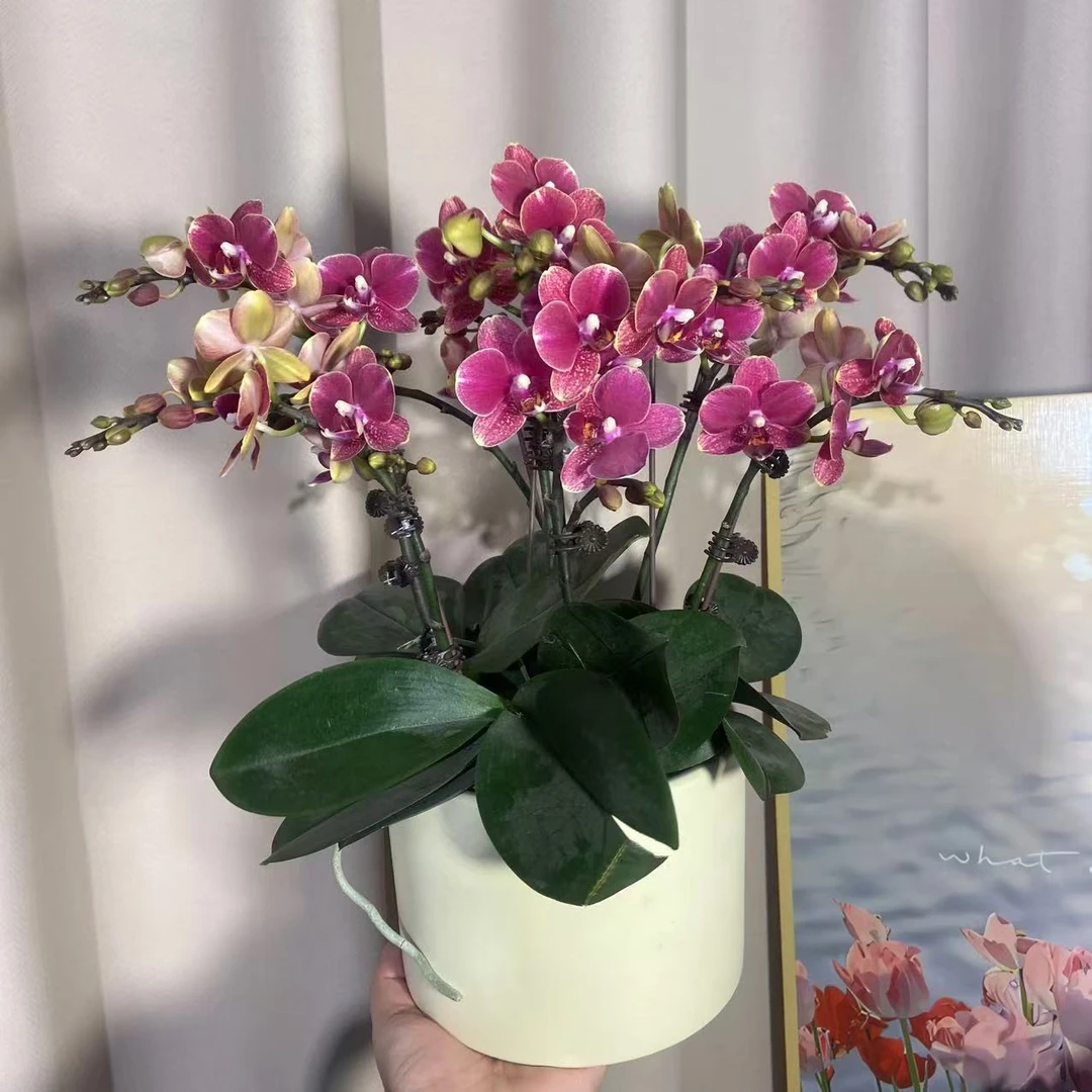 蝴蝶兰（红金龙）年宵花 花量大 广州源头基地直发4-6