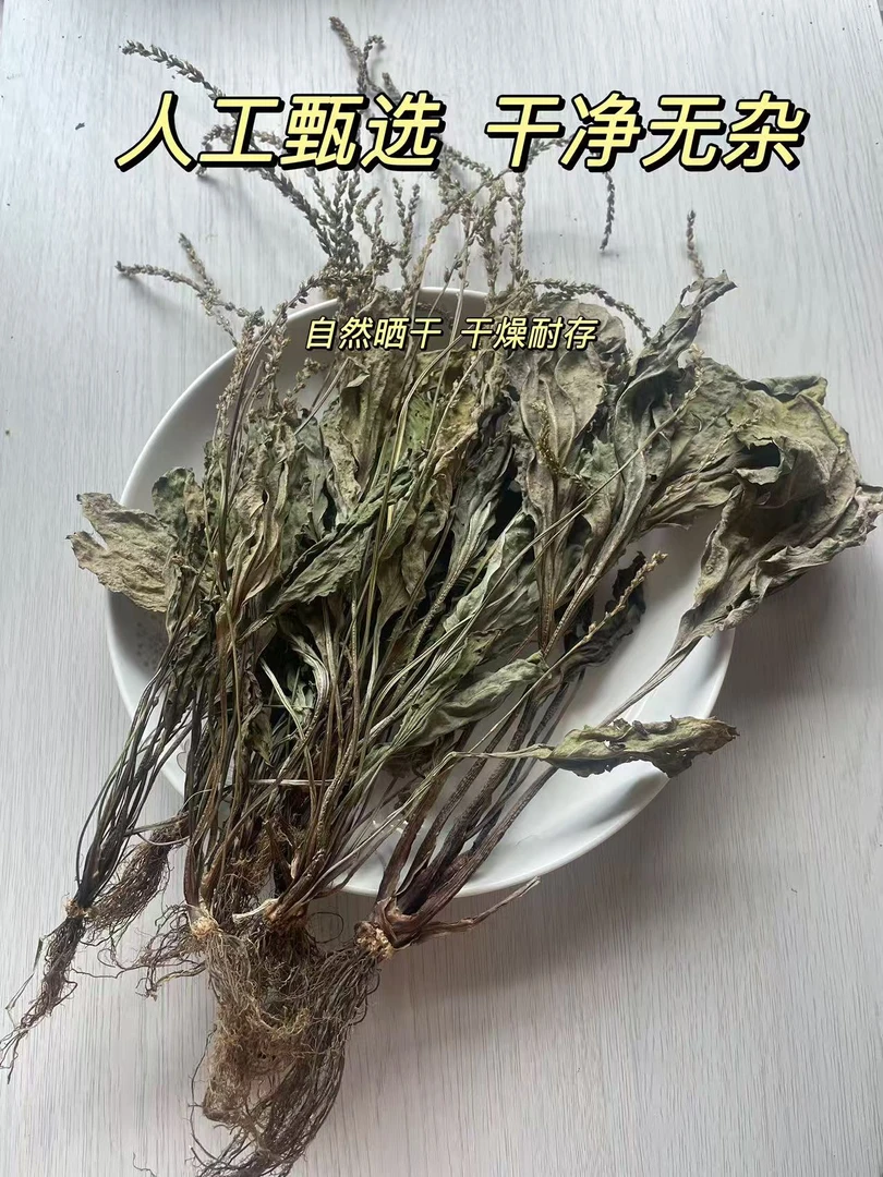 新货车前草野生整株干货农家自晒