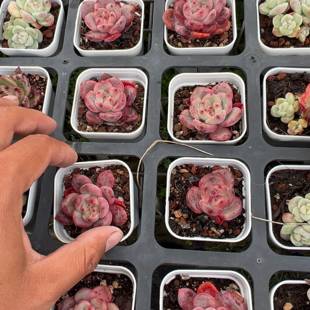 凌雪单头4cm到手3颗量拍多肉满18元包邮下午发货