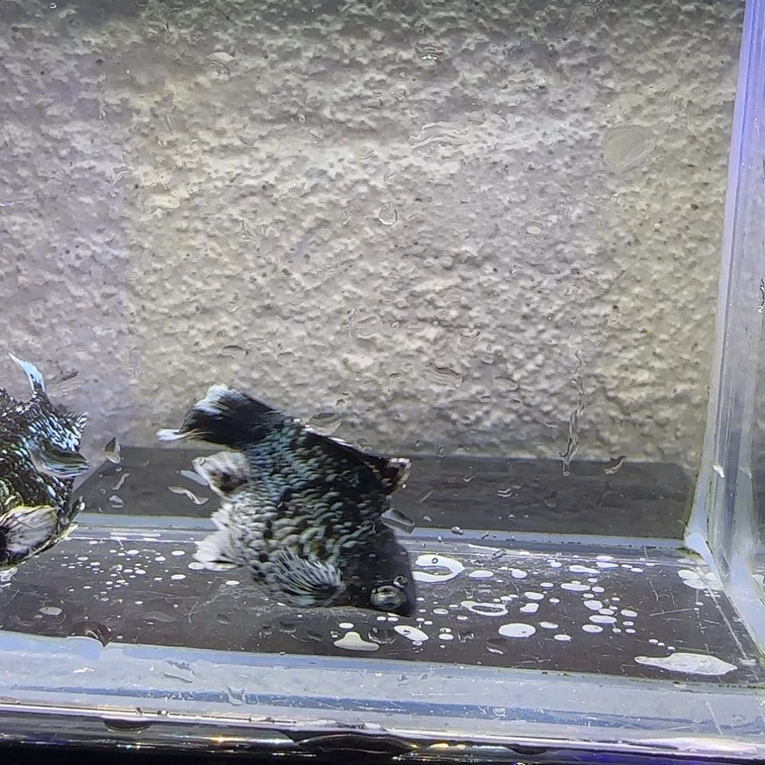 孔雀鱼电镀钻眼玛丽。91号