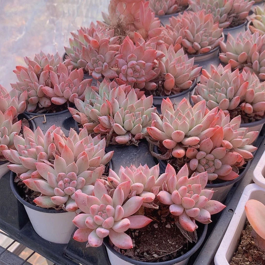 彩体哥特群000000000000000