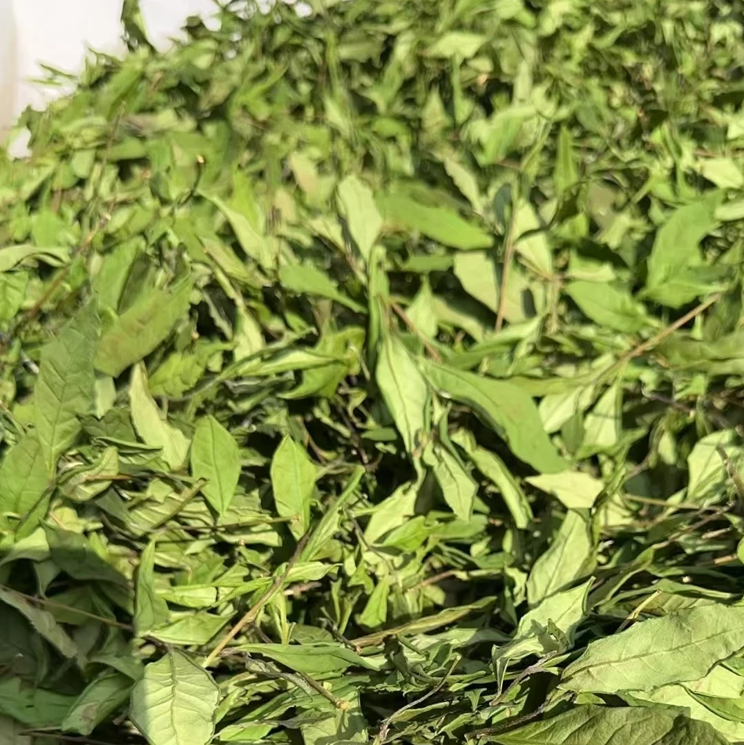 福鼎磻溪金谷山荒野老枞华茶一号枞韵冰糖甜