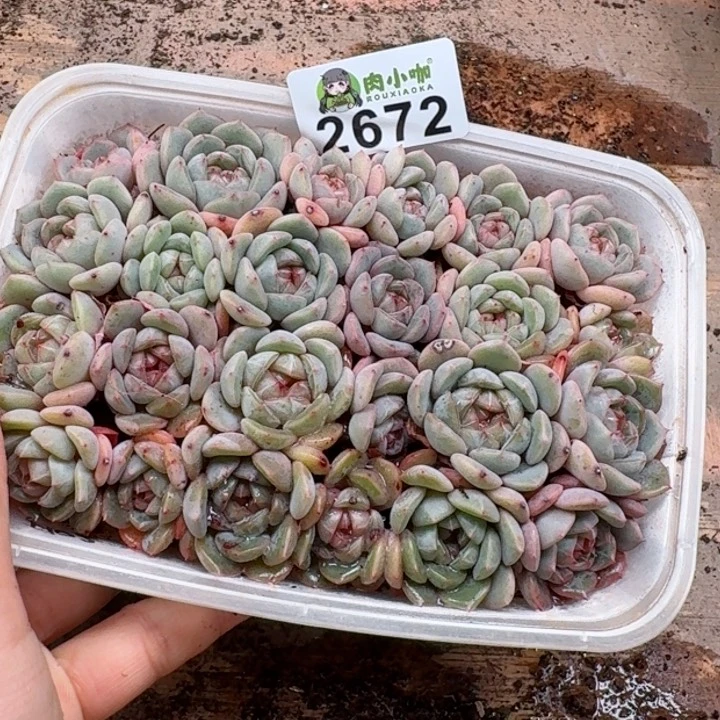 多肉植物多肉植物