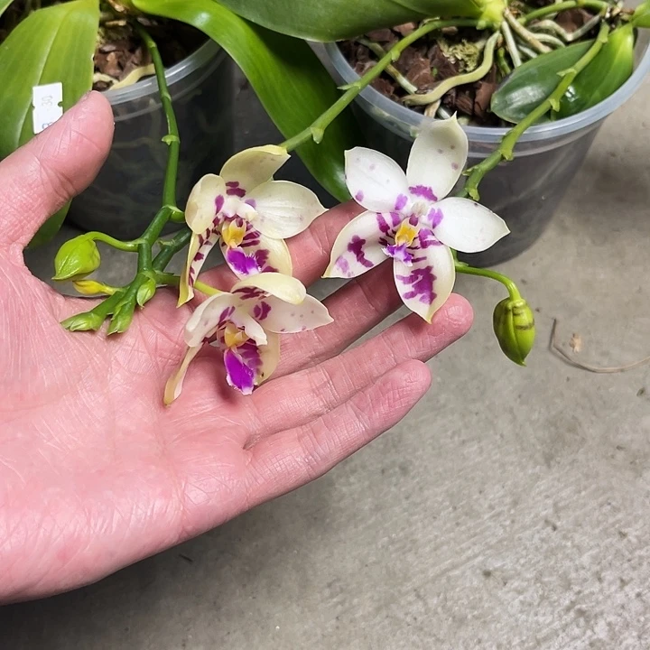 全部花苞林登斑马822福利