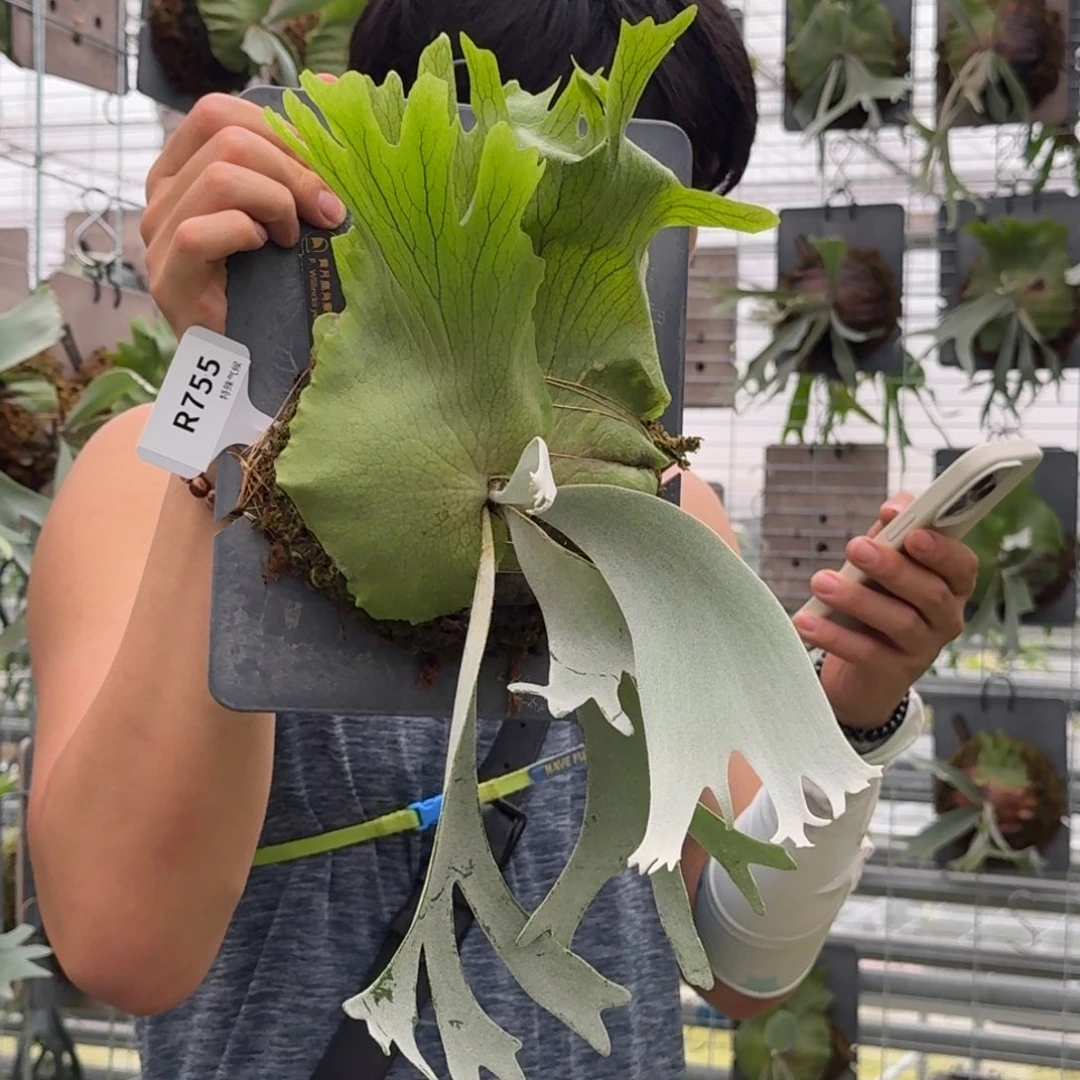 无花朵R755-黄月孢子苗鹿角蕨