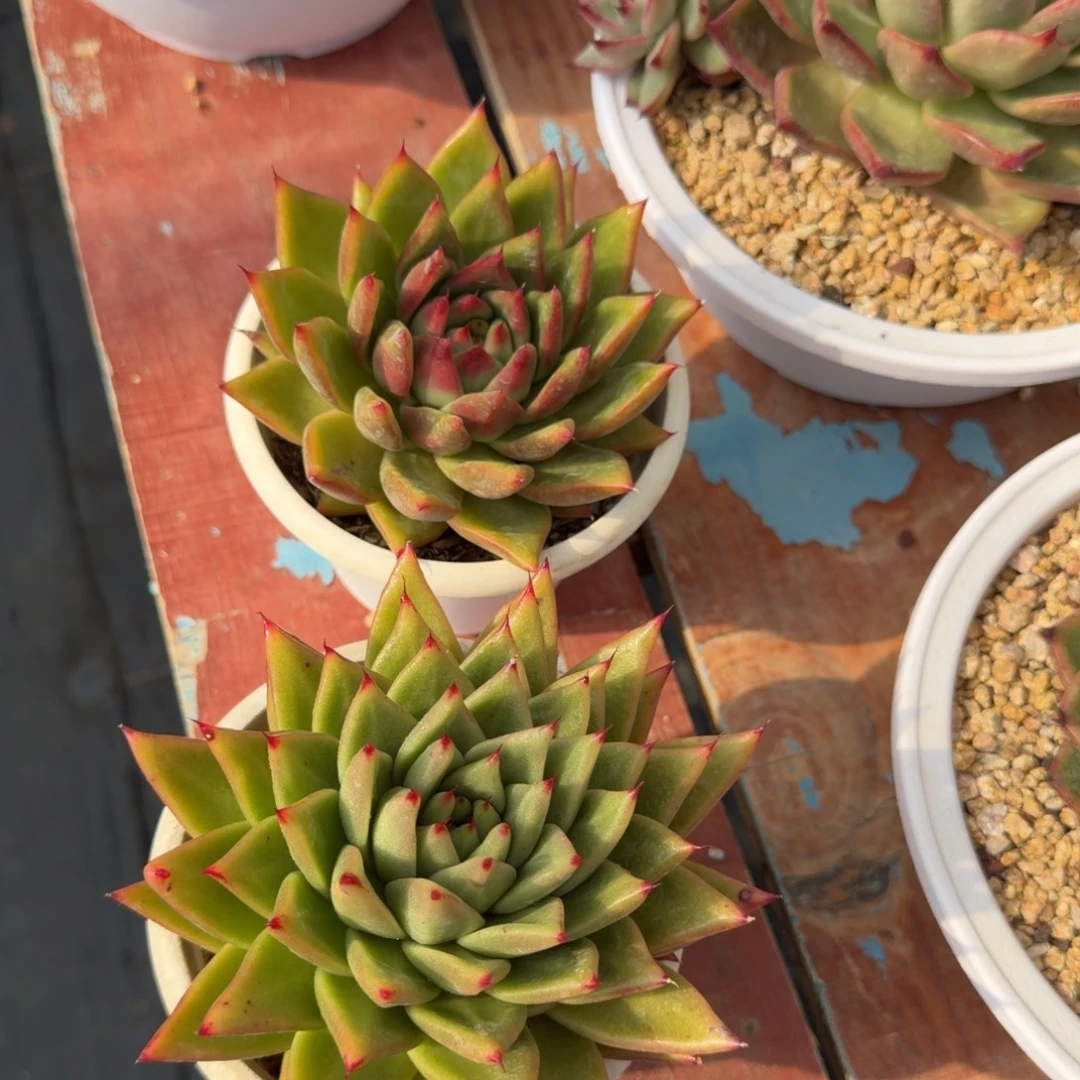 老板发财，老板请下单