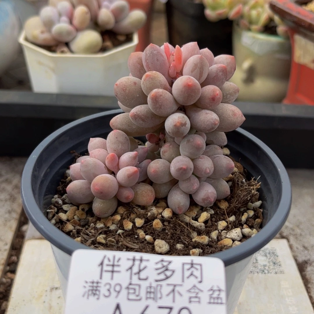 670-香水手指多肉5cm
