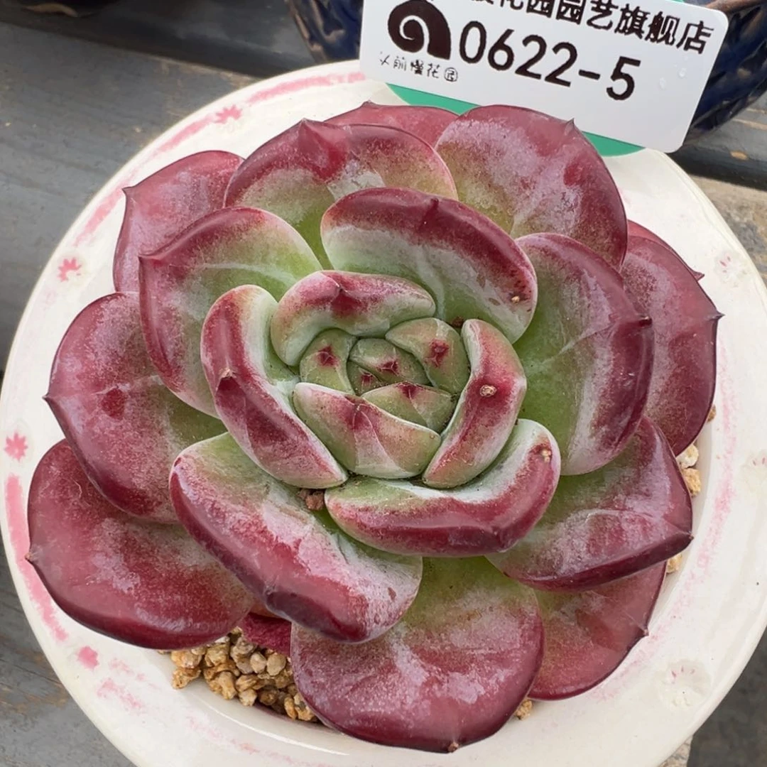 从前慢多肉精选编号0622.5