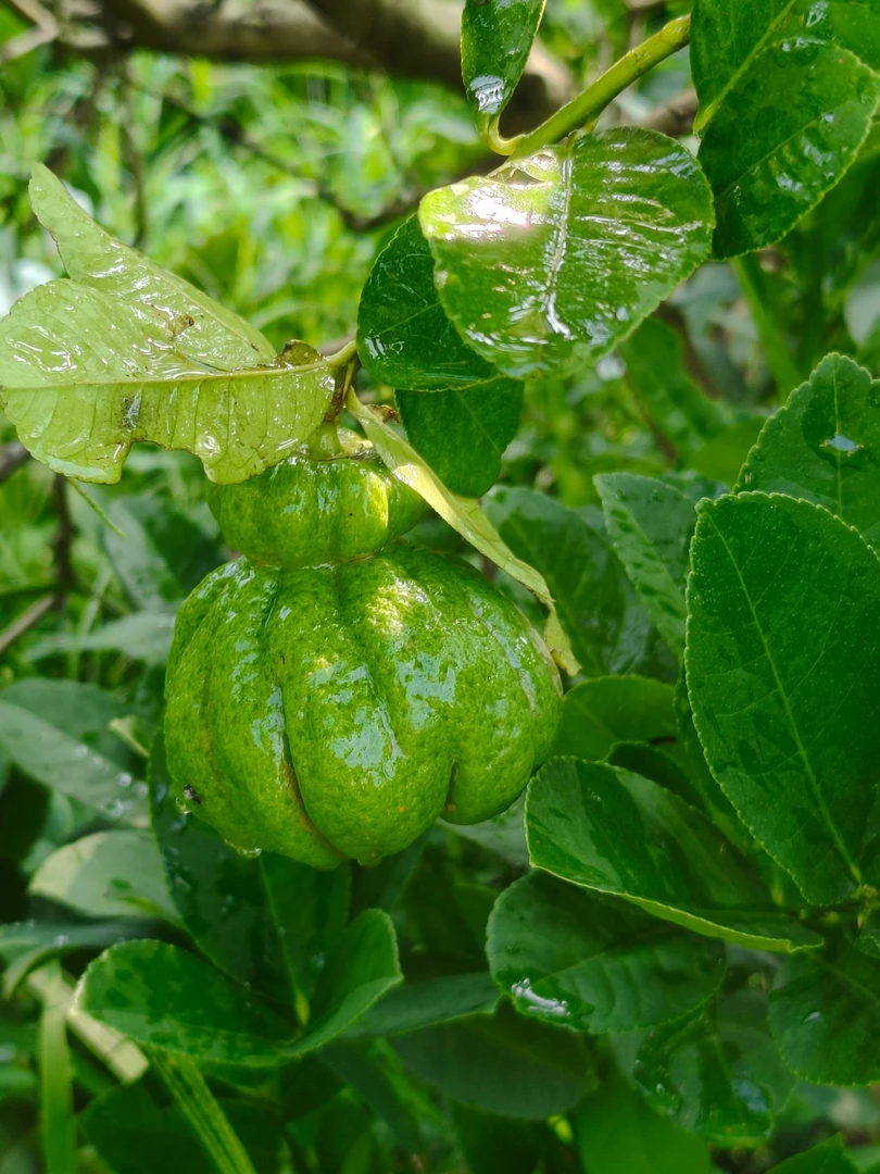 现摘现买川佛手新鲜大果水果农家直供
