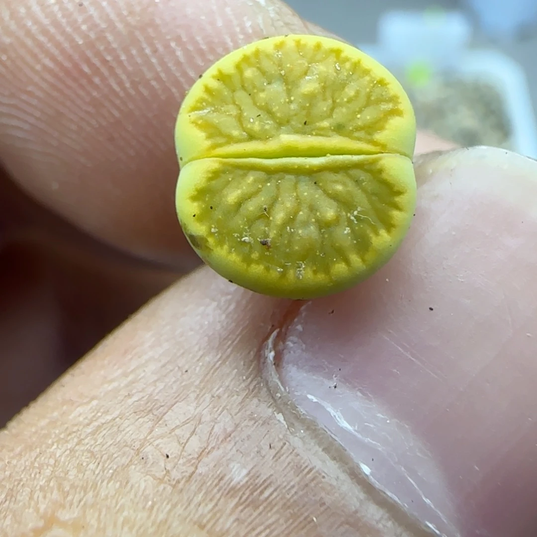 048 生石花大棚直播