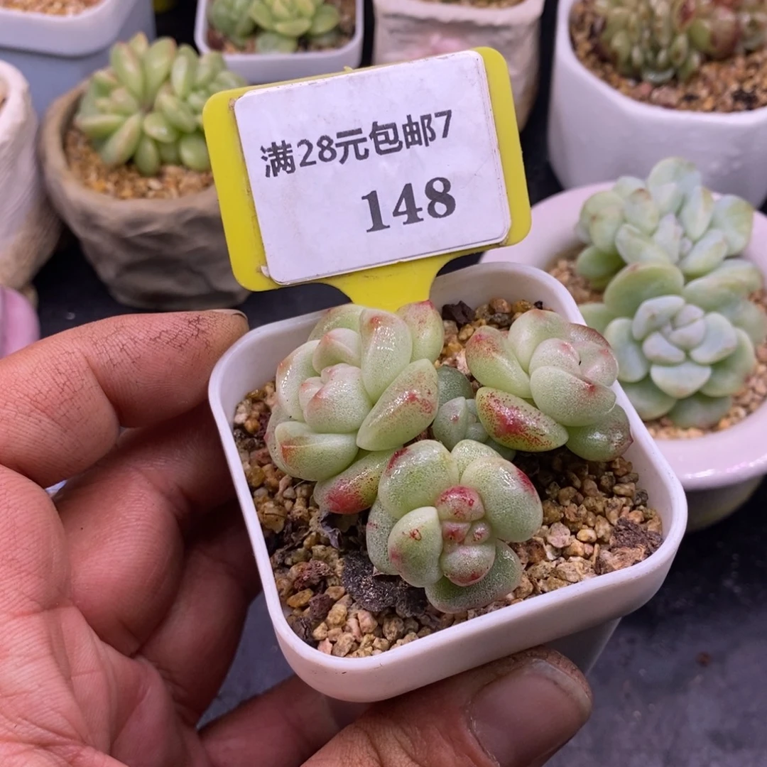 糖***湖7148冰玉石化群多肉……
