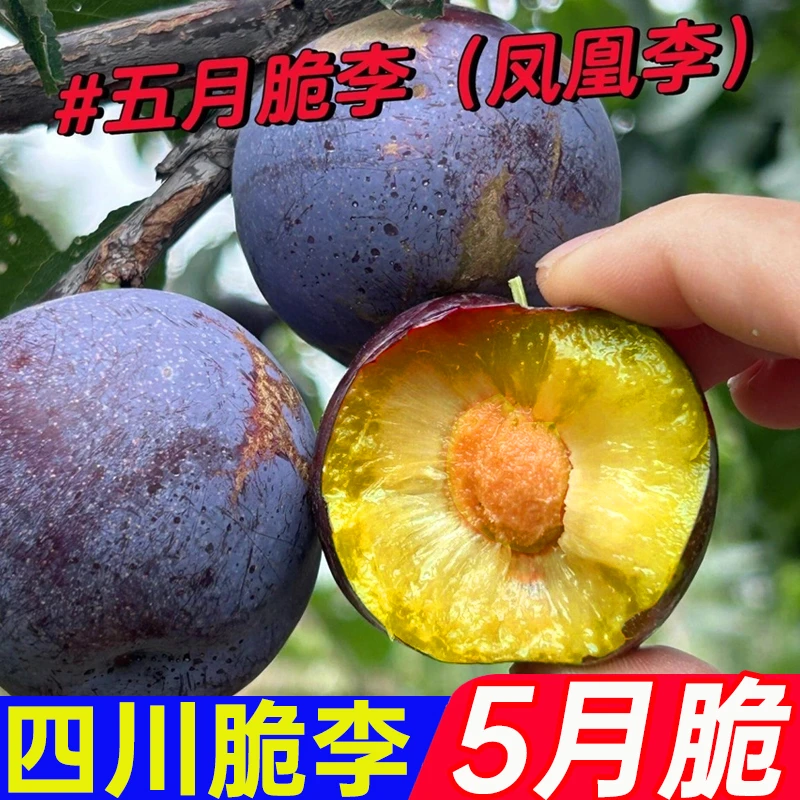 【四川脱骨凤凰李】正宗五月脆脱骨新鲜水果蜂糖李子青脆整箱包邮