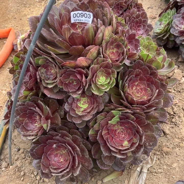 00903花月夜多肉植物