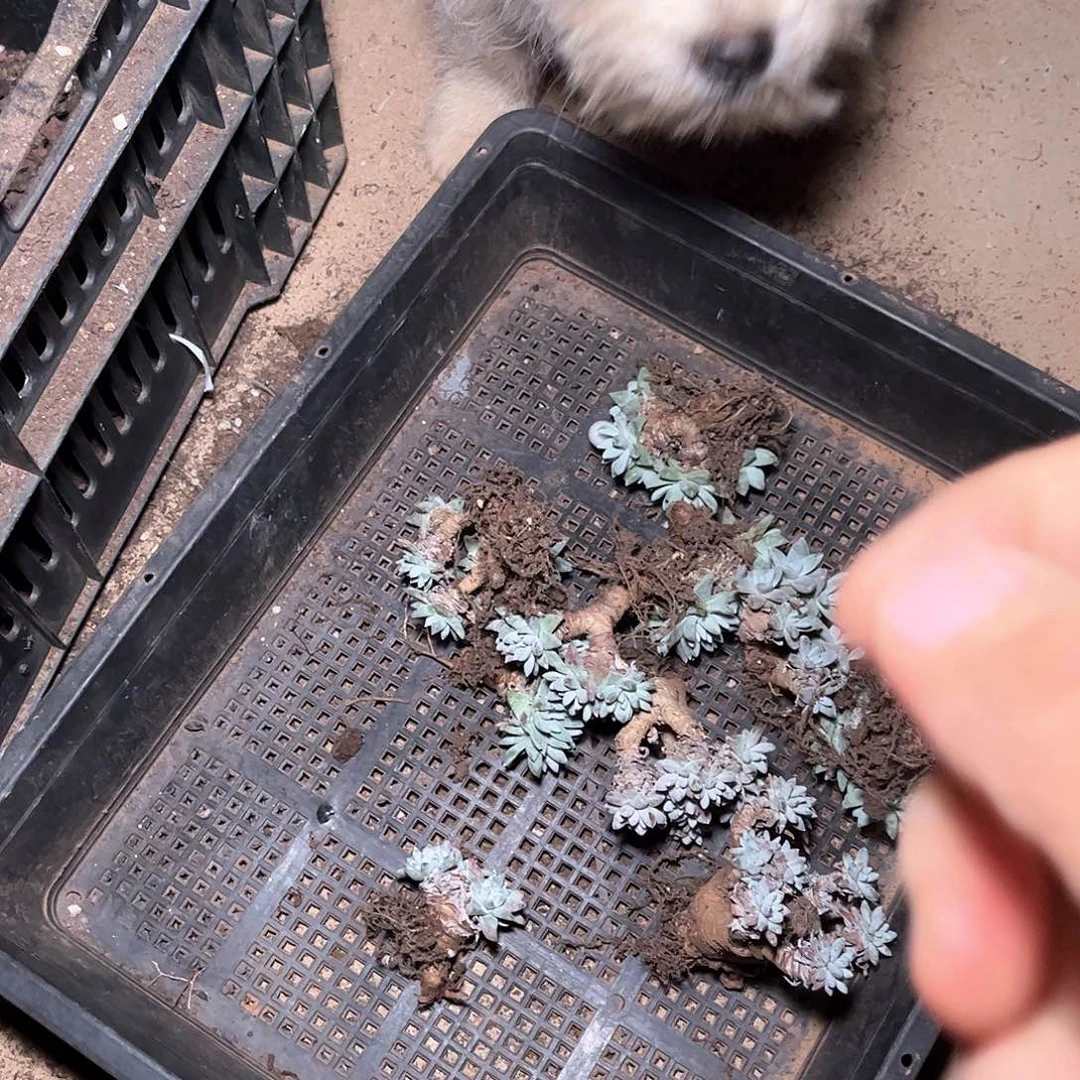 白菊10颗处理多肉不售后