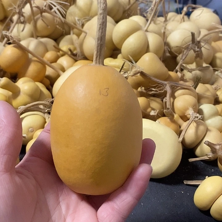 葫芦的颜色很好看