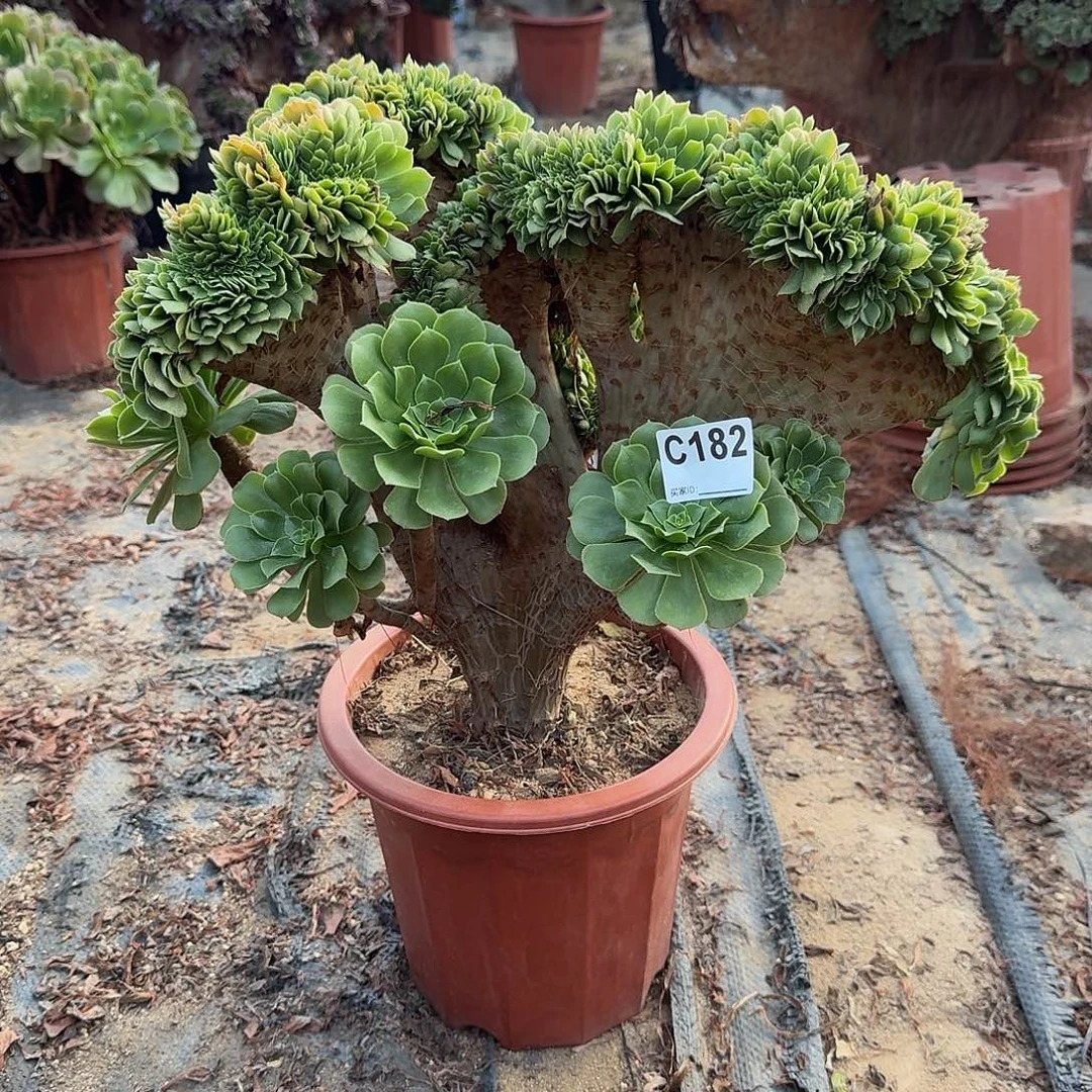 182绿缀一颗呀呀呀呀