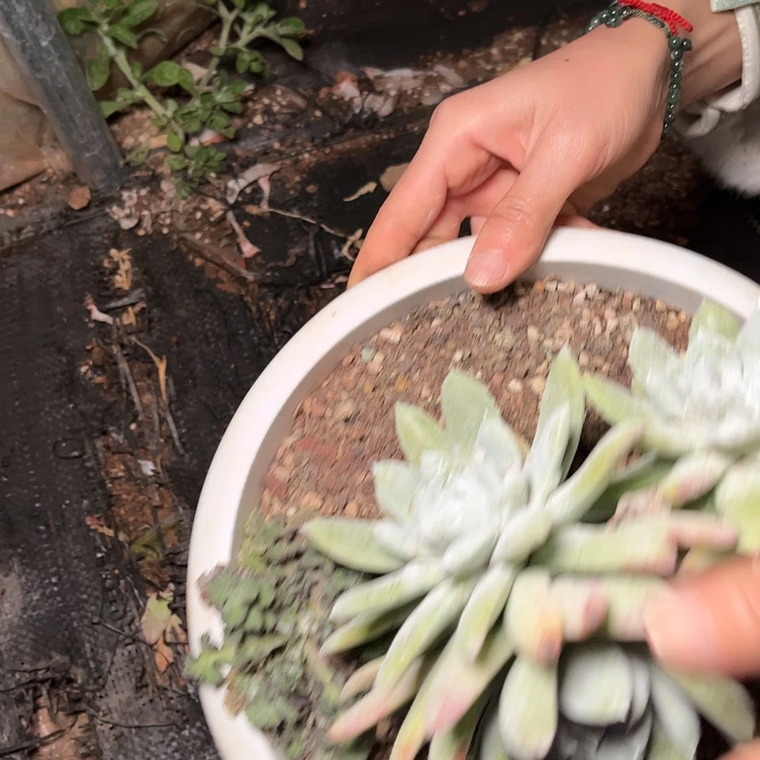 8482帕翠啥仙女杯多肉