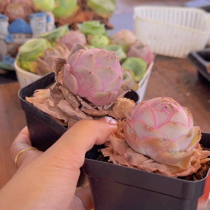 无花朵买一送一00