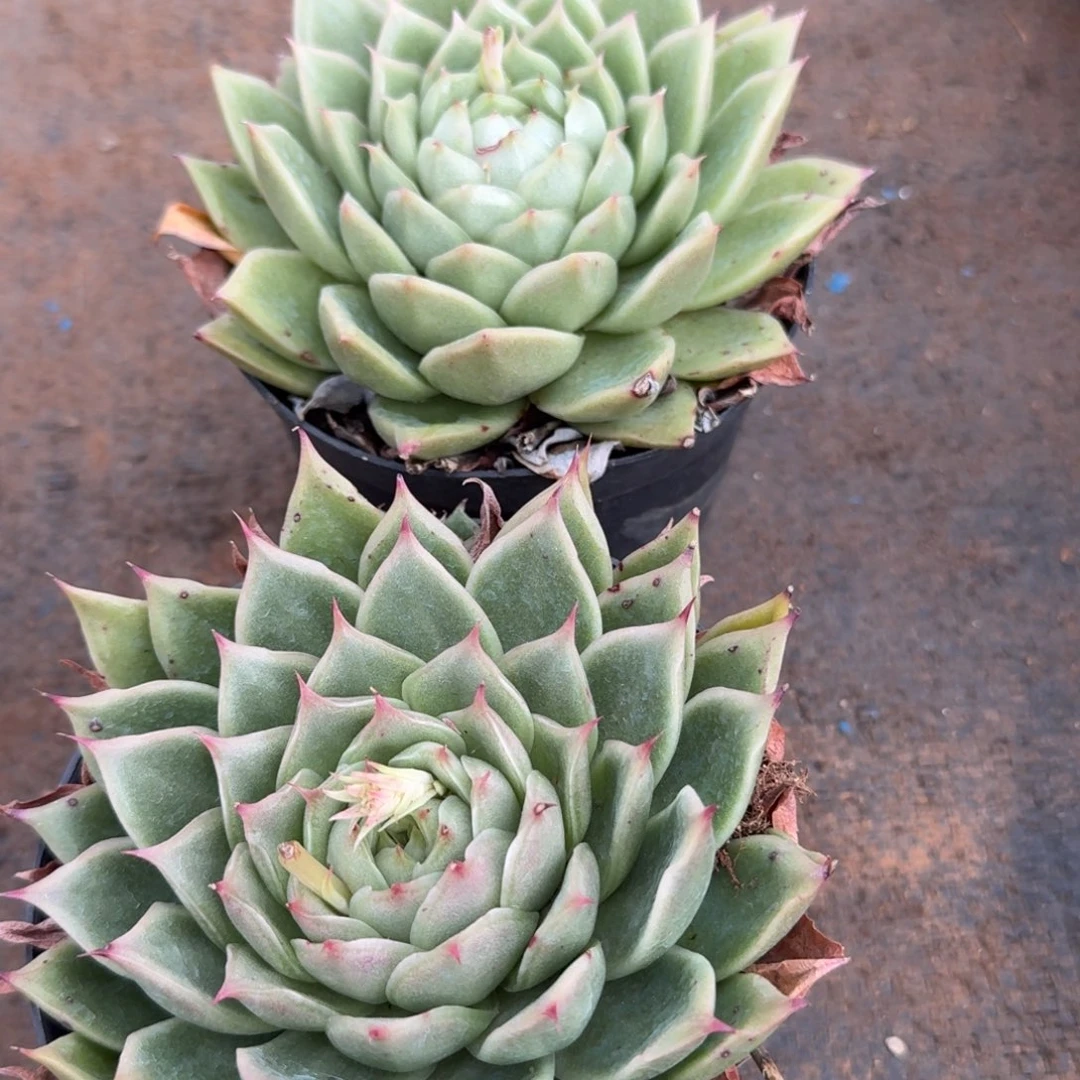 15-26海胆珍妮两颗量拍