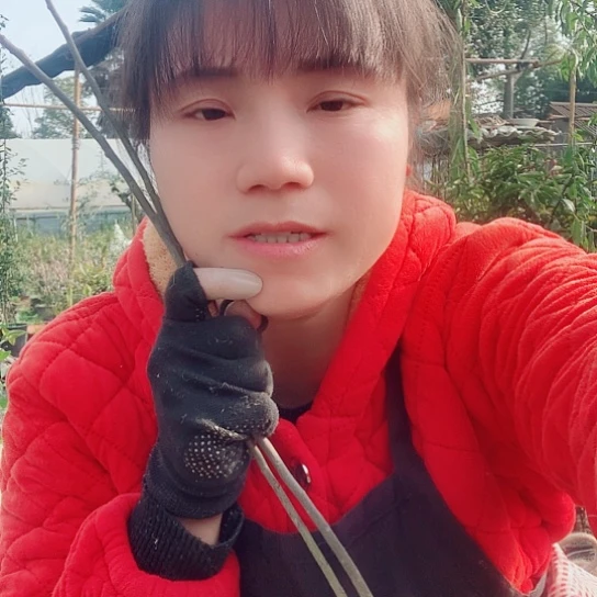 无花朵金弹子枝条。