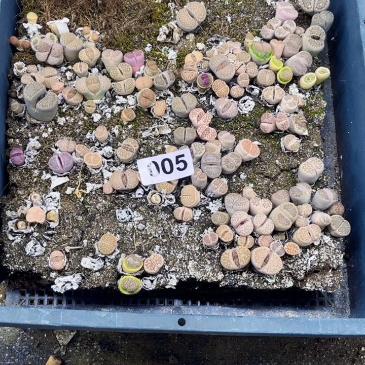 005 生石花一物一图初8陆续发货