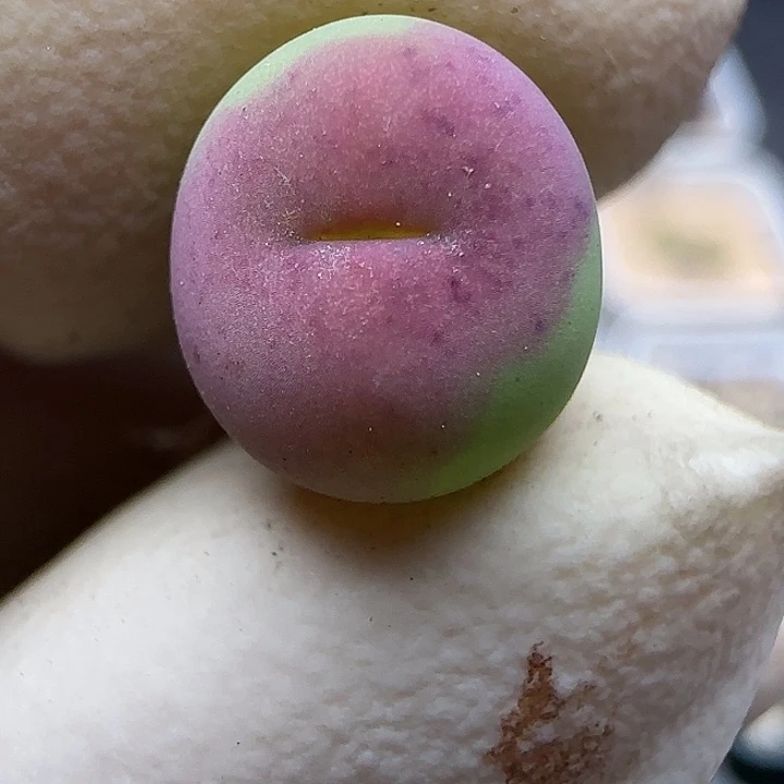 ****力840红太狼福利福利福利