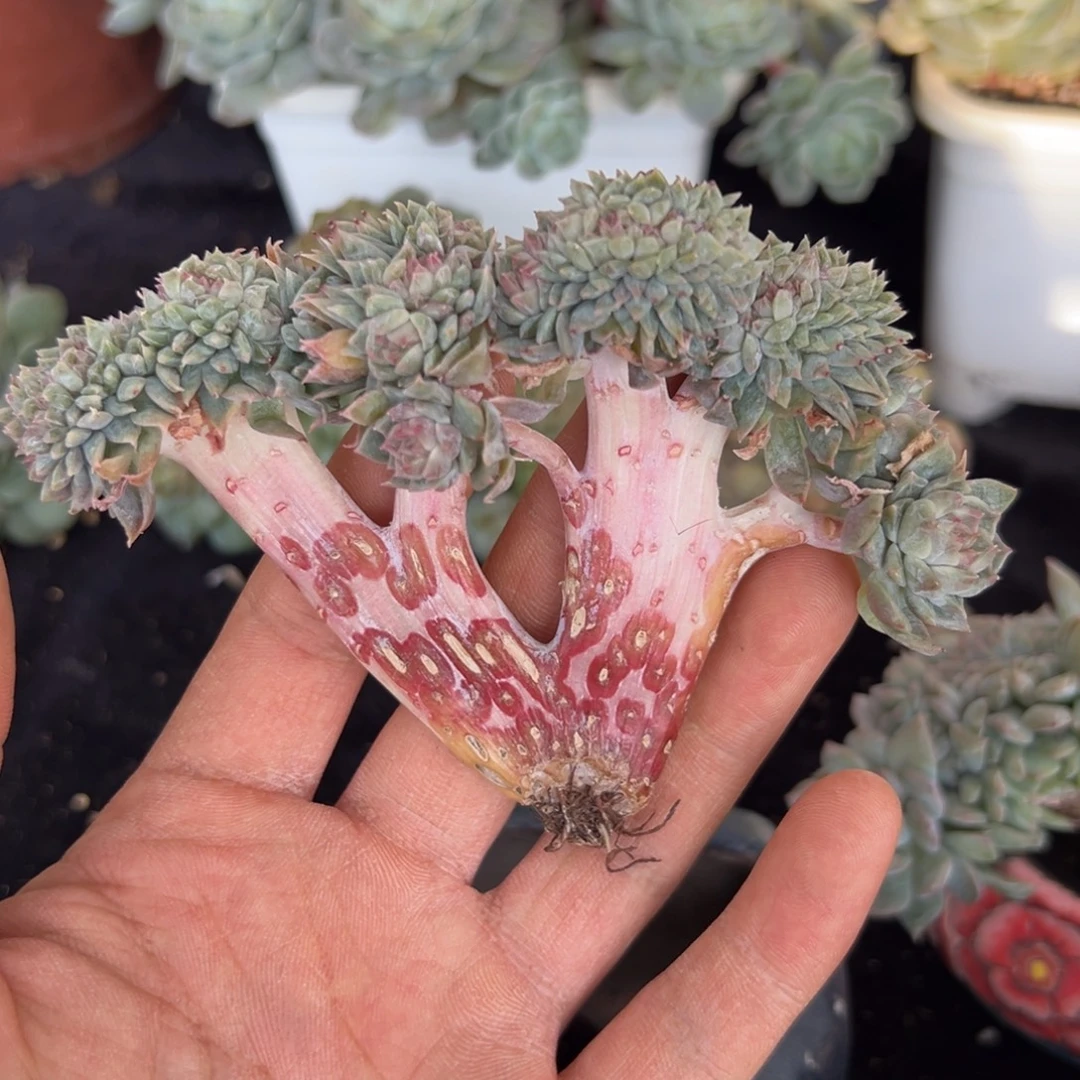 新年快乐 新年快乐