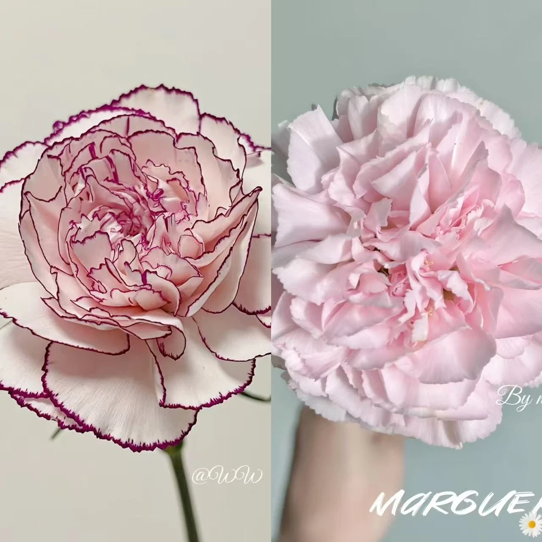 【粉佳人+紫精灵】康乃馨云南基地直发顺丰包邮到家