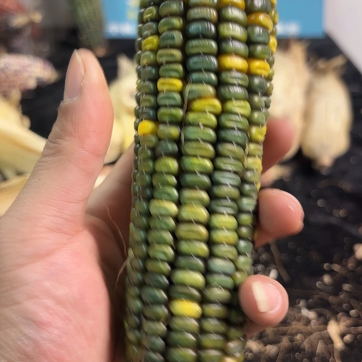 塑料文玩玉米哇哈卡