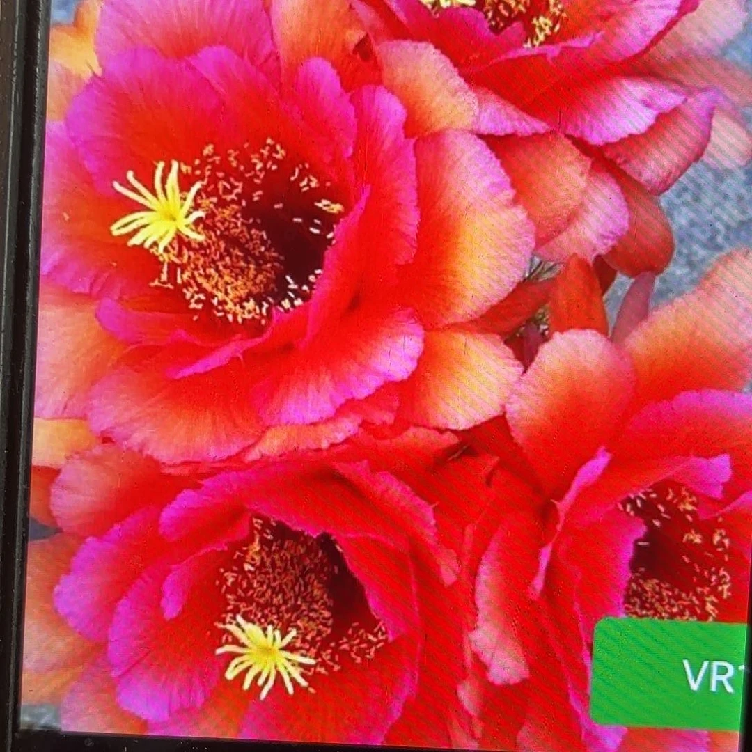 Vr11毛侧牙20包邮1