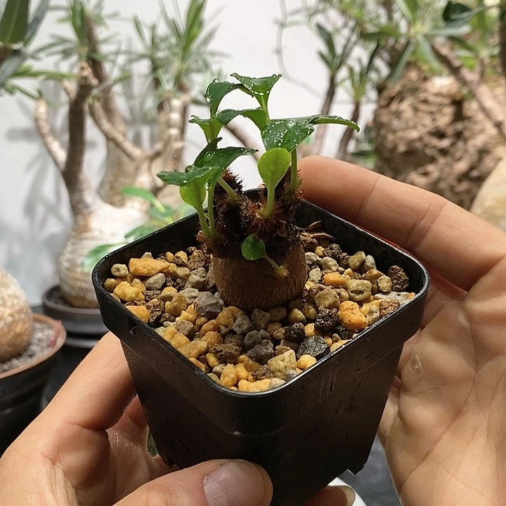带盆发象鼻大戟不退不换