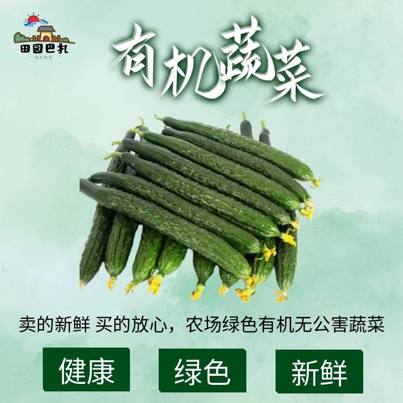 乌市包邮南山现采有机长黄瓜