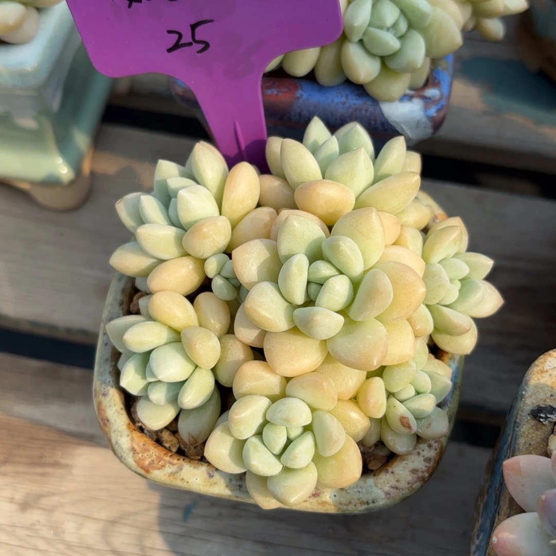 全部花朵11111111111111