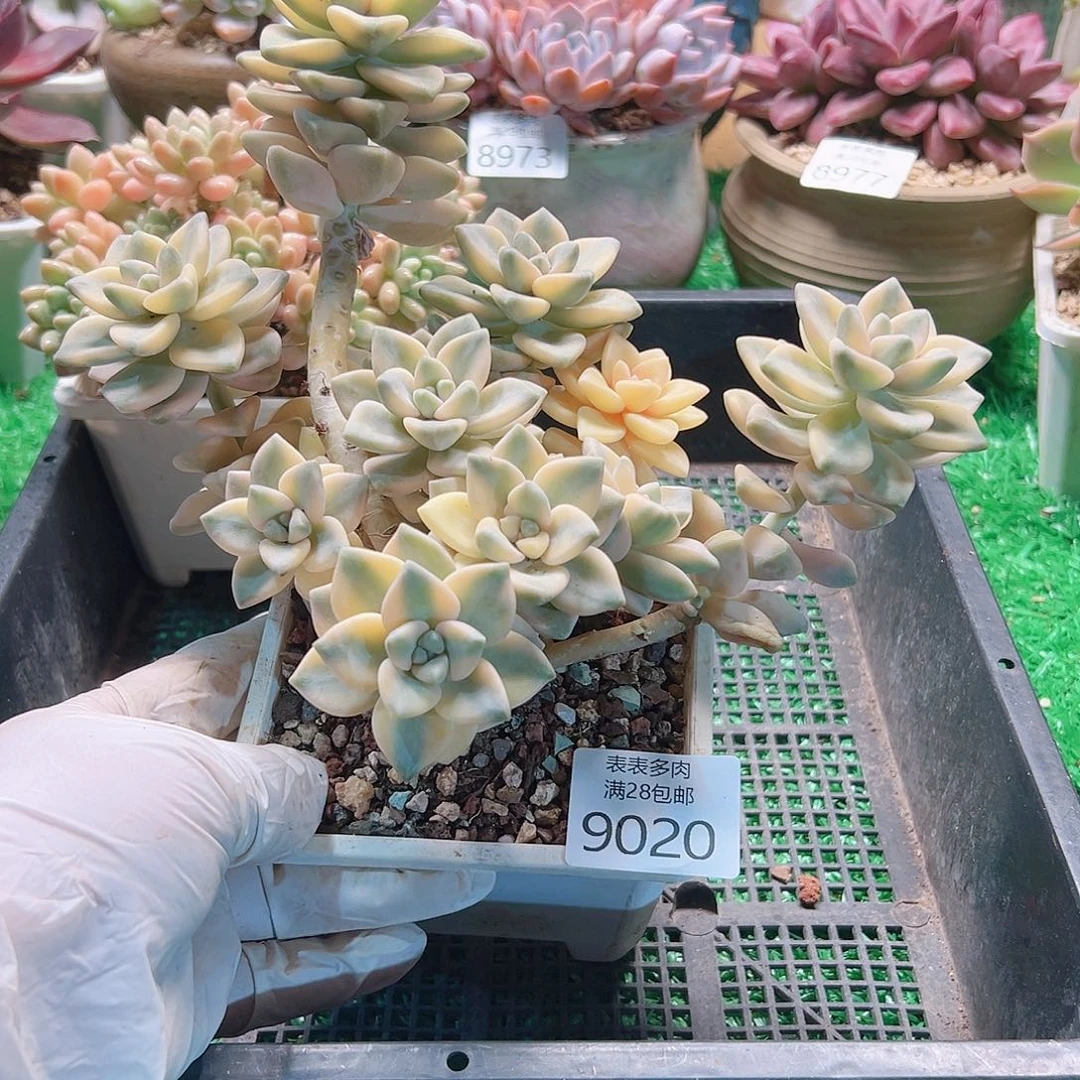 无花朵多肉一物一拍9020