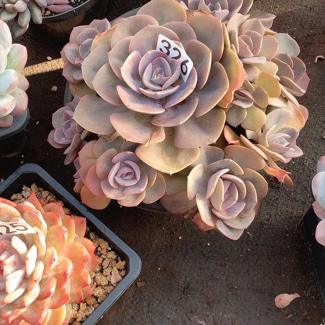 326尘埃玫瑰 一物一拍多肉