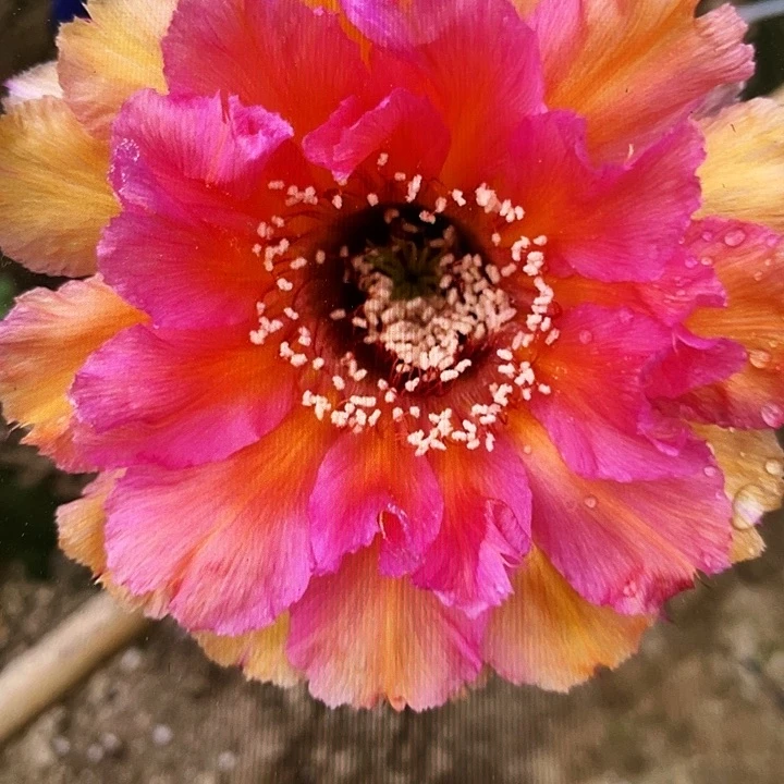 桃花眼侧芽歪5公分以上满18包邮
