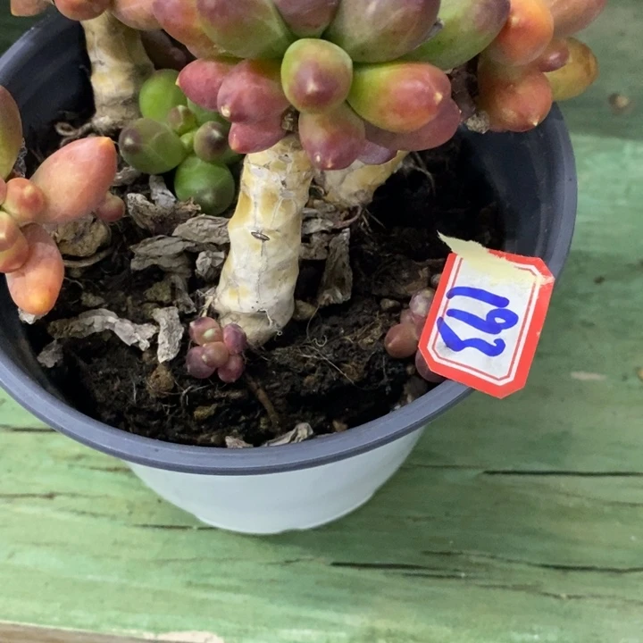 m****y一物一拍千代田多肉193