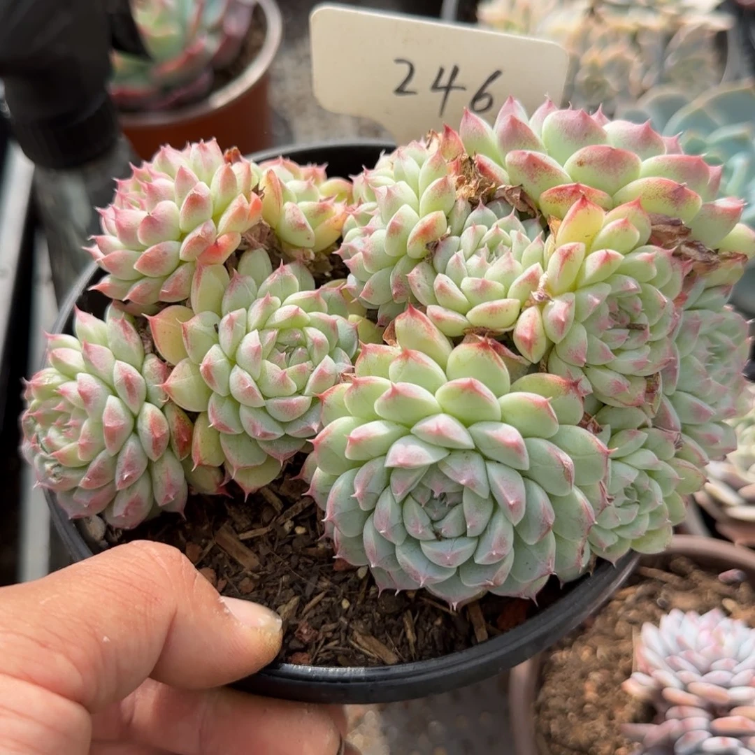 啊尔八美腻惊鸿一物一拍包装收缩花旱