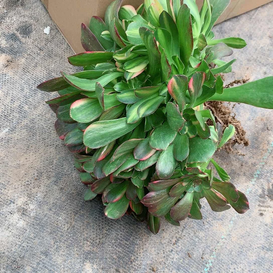 【闪购商品】我***海七彩，多肉