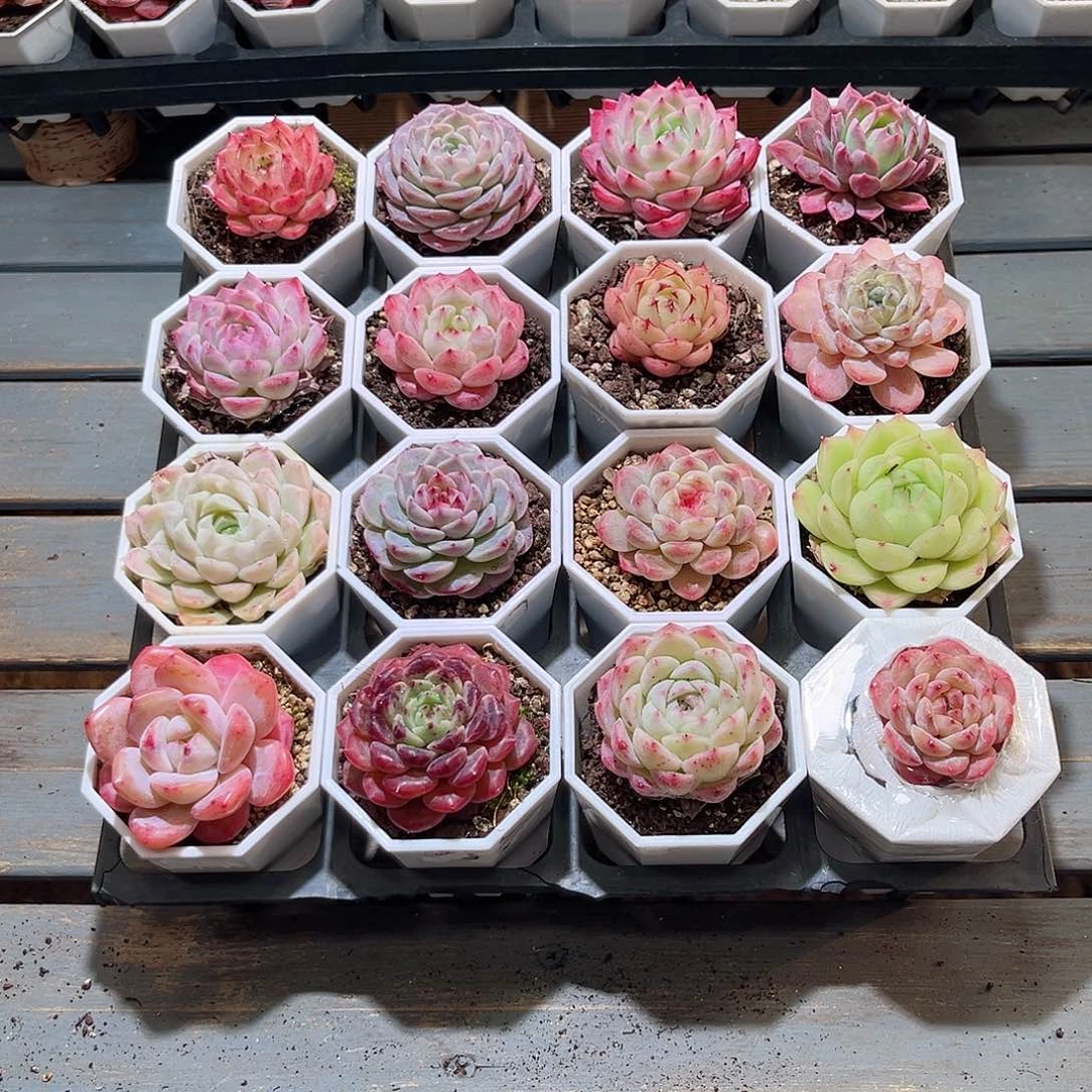 木16颗24.9 7cm口径白八角盆含盆含土量拍随机发货