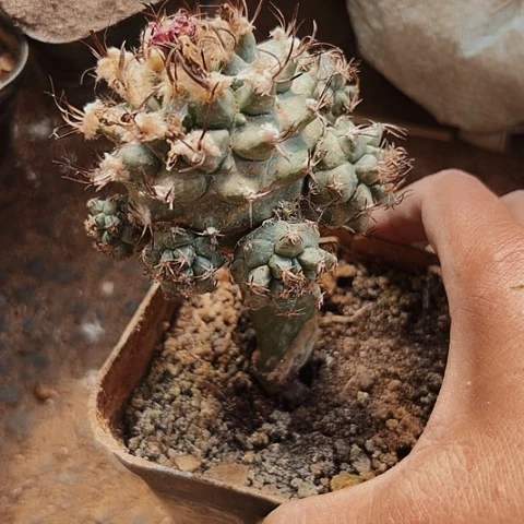 完全开放576赤花娇丽仙人球