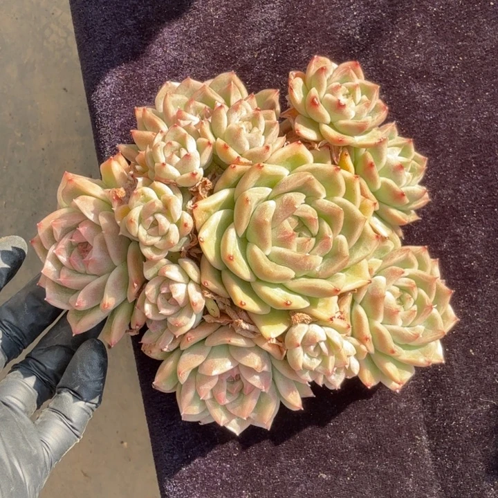 13厘米左右一物一拍的多肉植物