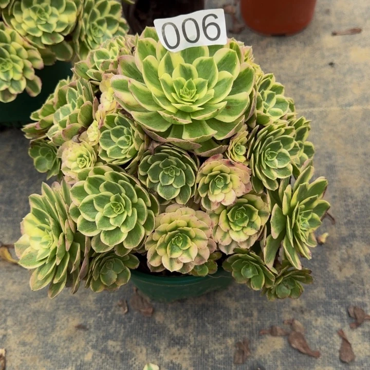 000000000006玉芙蓉