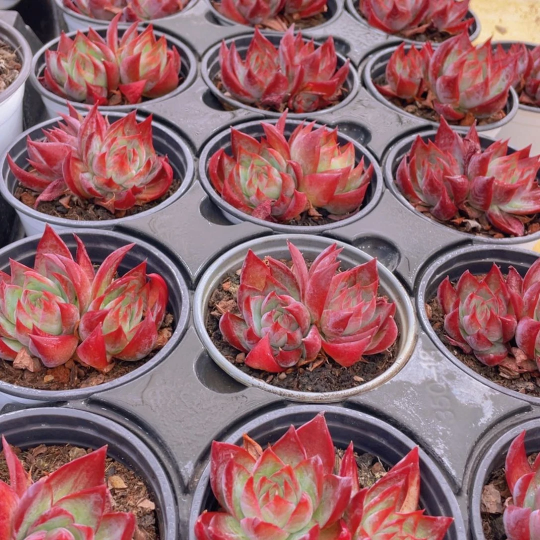 1219号 惊鸿仙子双头一个不包整