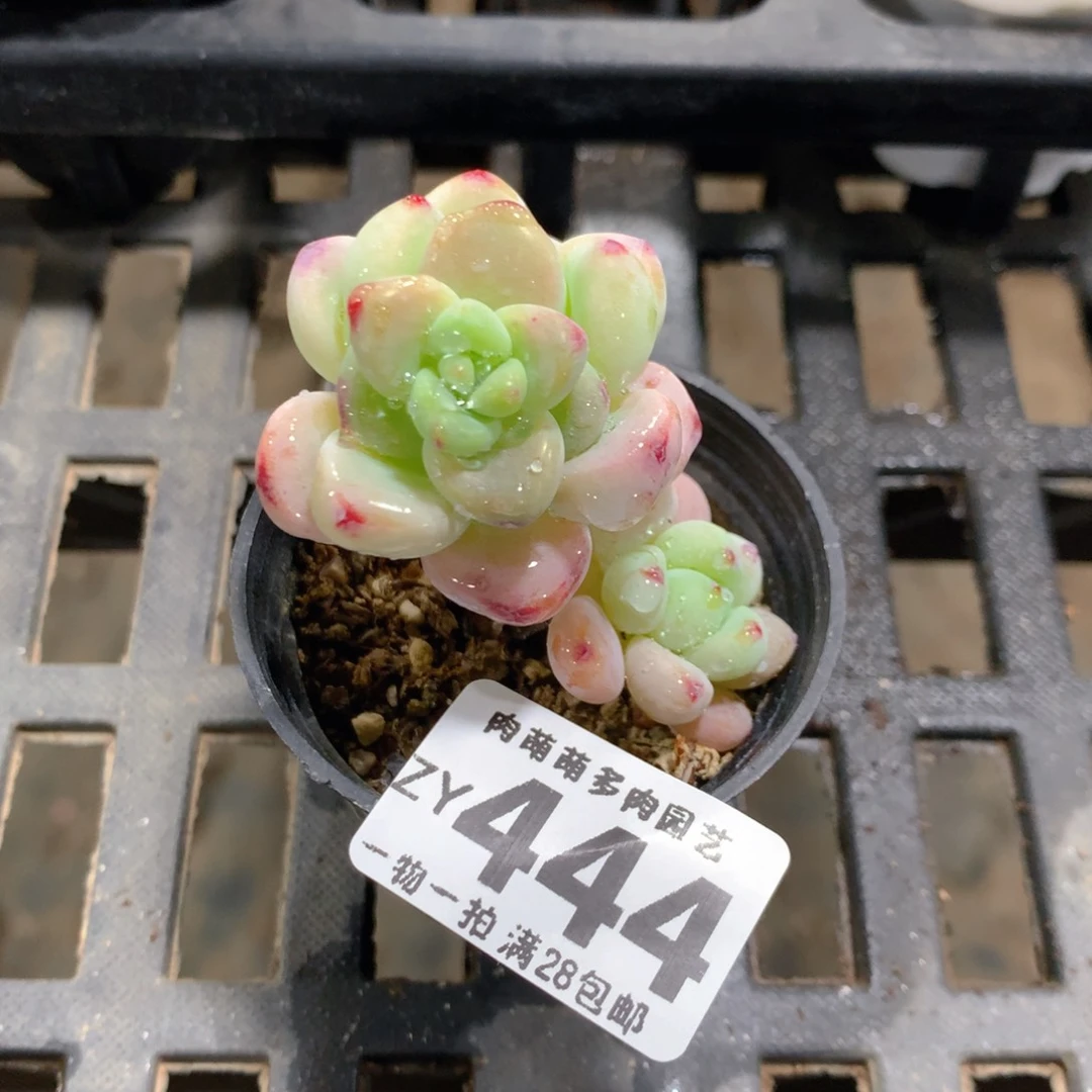 肉萌萌拇指盆精控多肉ZY444