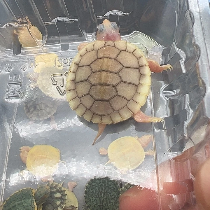 绿毛龟母奶焦11111
