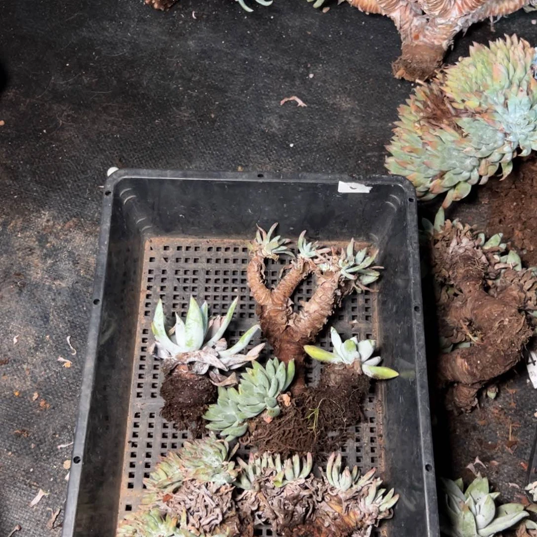 3116哈哈哈哈哈哈哈